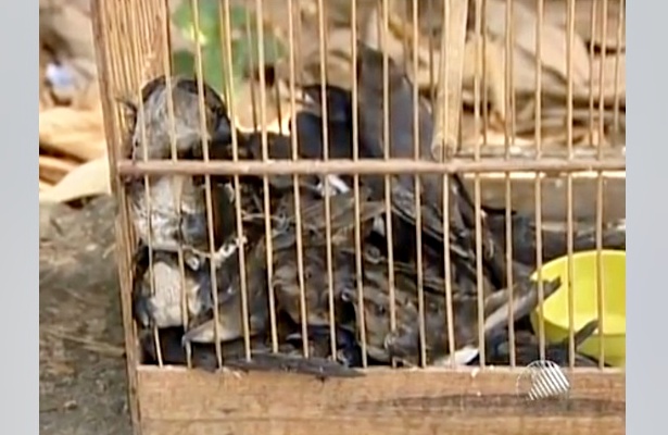Segundo a empresa que administra o terminal, a inten&ccedil;&atilde;o era apenas de repelir os animais do local (Foto: Reprodu&ccedil;&atilde;o/TV Bahia)