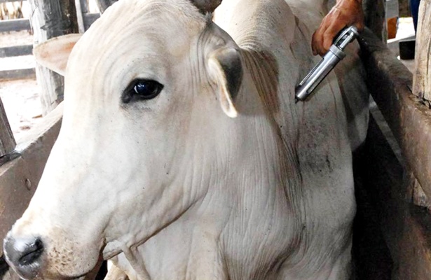 Segundo Epaminondas, a vacina deve ser aplicada pela via subcut&acirc;nea (embaixo da pele) ou intramuscular (dentro do m&uacute;sculo), na t&aacute;bua do pesco&ccedil;o do animal