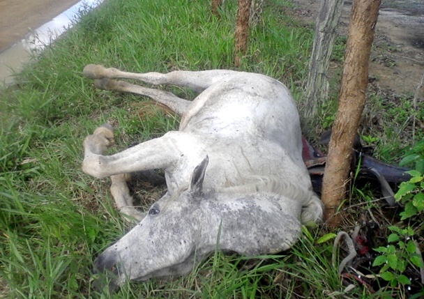 O animal teve o pesco&ccedil;o quase amputado pela descarga el&eacute;trica.