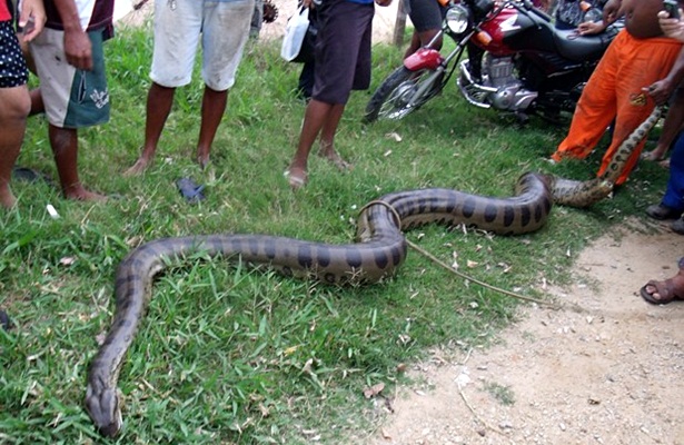 Segundo Embasa, cobra foi solta em reserva ecol&oacute;gica (Foto: Robenilton Matos/Giro em Ipia&uacute;)