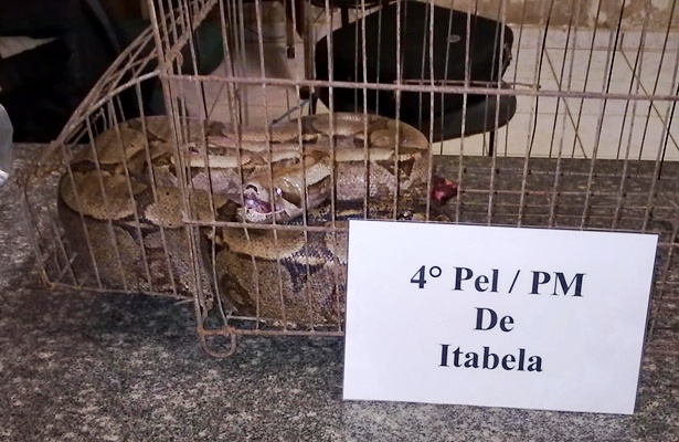 A cobra foi capturada pelos policiais Paulo Henrique e Alexandre, do 4&ordm; Pelot&atilde;o da Pol&iacute;cia Militar de Itabela 