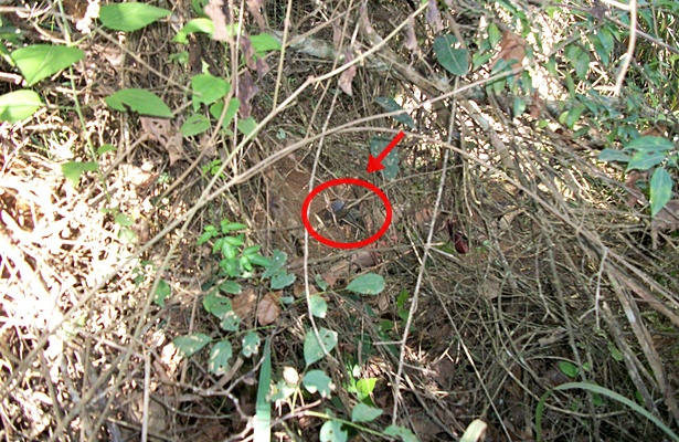 O corpo foi encontrado em um local de difícil acesso, jogado em uma ribanceira