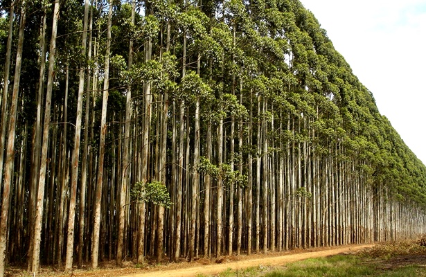 Planta&ccedil;&atilde;o de eucalipto