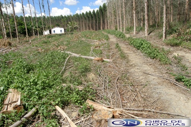 Fazenda Monte Castelo,escrita no PPF 031 
