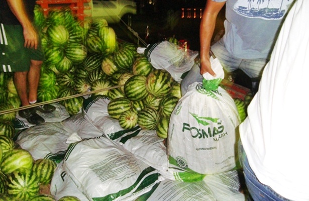 A maconha estava acondicionada em sacos pl&aacute;sticos escondidos em meio a carga de melancia.
