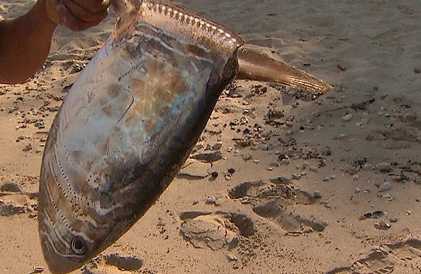 Peixes foram localizados na manh&atilde; desta quinta-feira (30) em S&atilde;o Tom&eacute; de Paripe. (Foto: Reprodu&ccedil;&atilde;o TV Bahia)