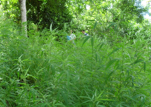 Segundo a polícia, no local havia mais de cem mil pés de maconha.