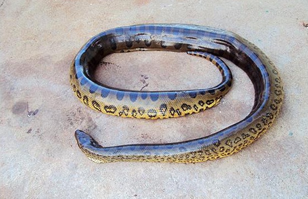 Sucuri de 3,2 metros e com mais de 27 kg &eacute; encontrada por pescador no lago de Itaipu, em Santa Helena (PR) (Foto: Divulga&ccedil;&atilde;o)